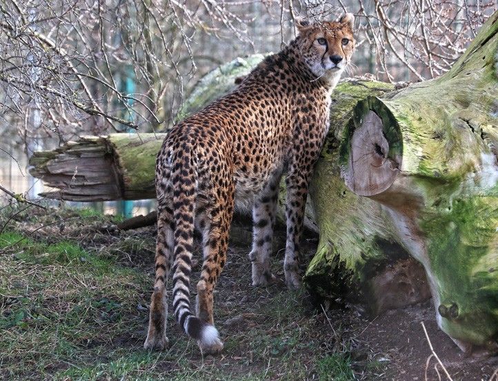 240126_Zoo_gepard_1