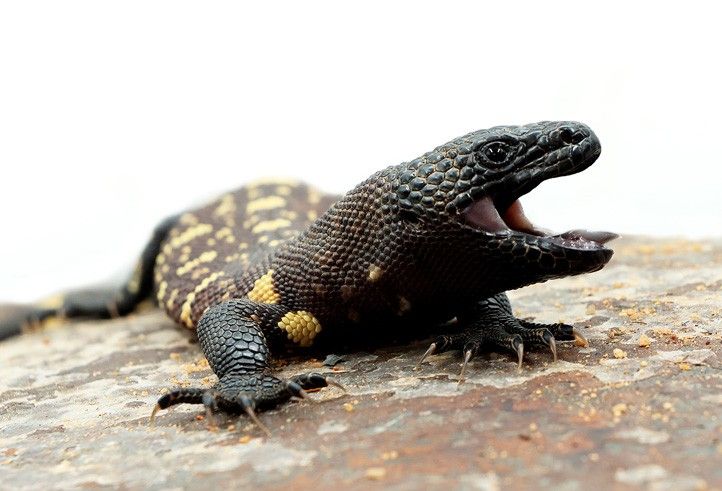 Zdroj fotografií: Zoo Plzeň 240305_Jester_ZOO_Heloderma-horridum-exasperatum