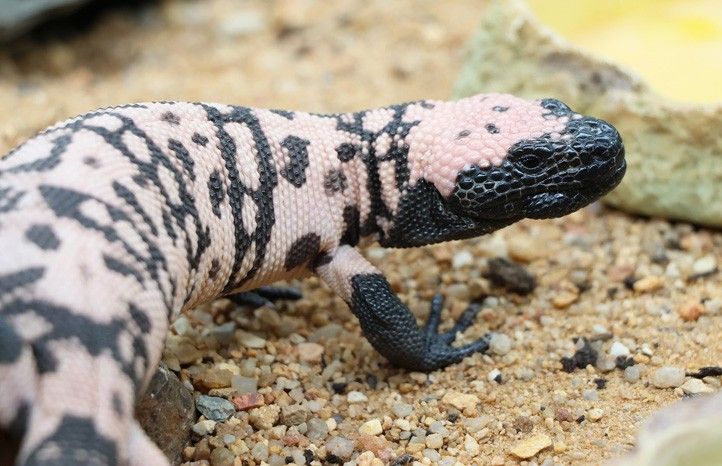 Zdroj fotografií: Zoo Plzeň 240305_Jester_ZOO_Heloderma-suspectum