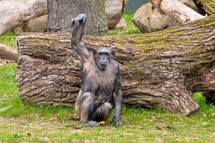 Křtiny mláděte šimpanze učenlivého v plzeňské zoo (fotografie: M. Pecuch) 240328_Krtiny_simpanz_2