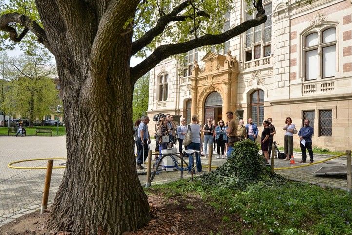 Fotografie z injektáže dubu: M. Pecuch 240409_Strom_ZCM_injektaz_1