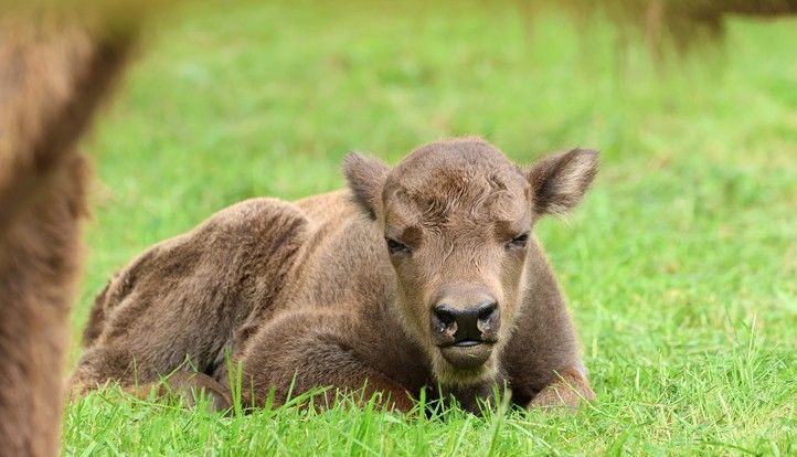 Zdroj fotografií: Zoo Plzeň 240617_Zoo_Zubr_2