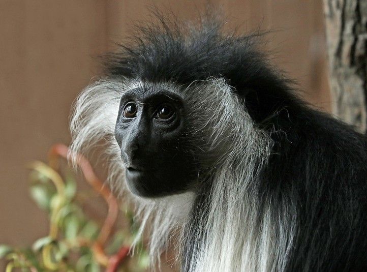 Fotografie: H. Josefová a K. Misíková 240626_Guereza_Zoo_Misikova_1