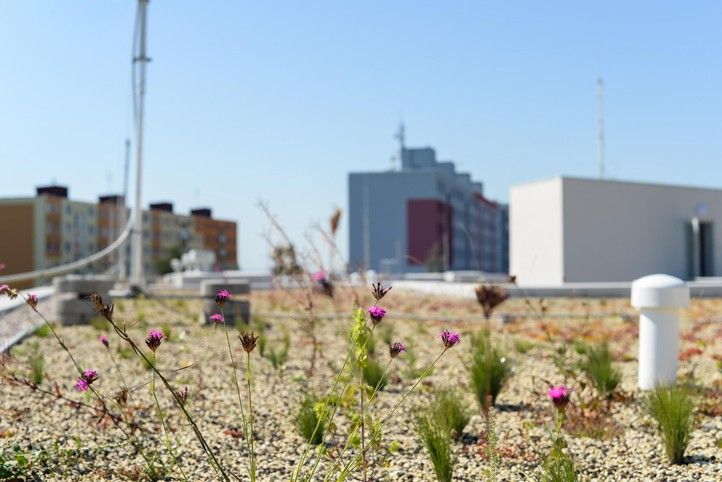 4. ZŠ v Plzni (fotografie: M. Pecuch) 240802_Strecha_zelena_4_ZS_2