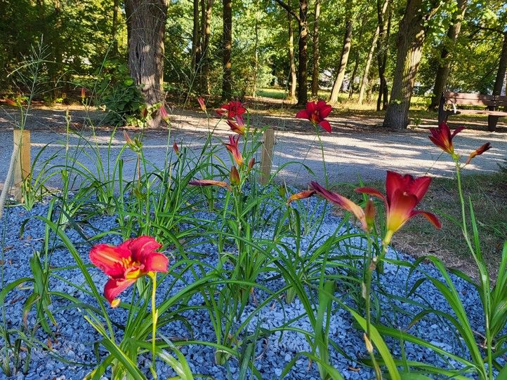 240815_Trvalky_kvetiny_4