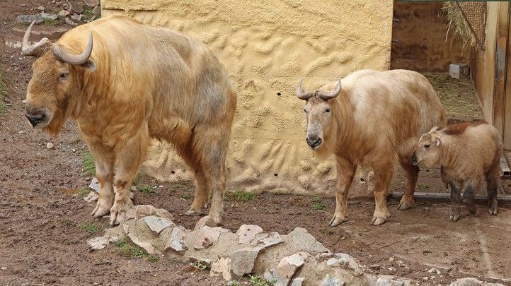 Fotografie: K. Misíková 240918_Zoo_Takin_3