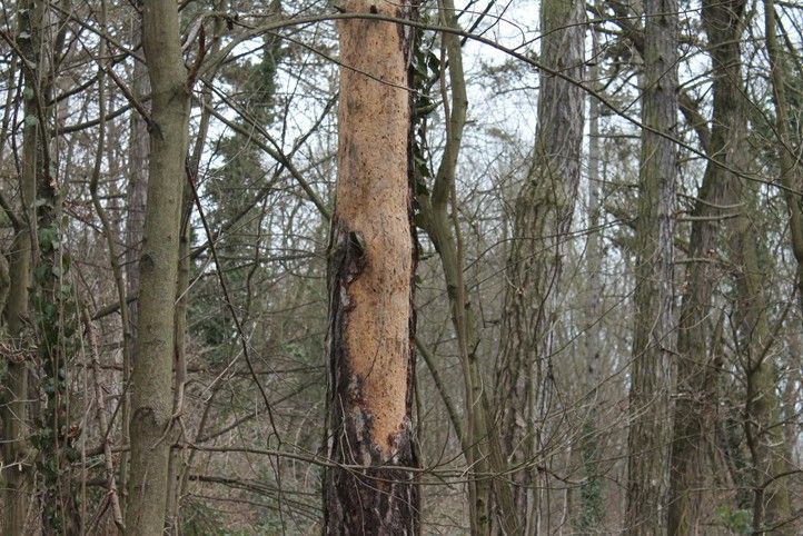 250224_Les_strom_park_1