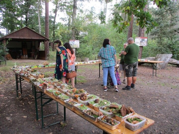 250623_Houby_Sofronka_2