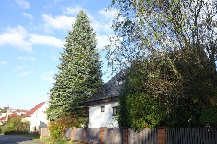 Ilustrační foto (zdroj: Správa veřejného statku města Plzně) 250903_Vanocni_strom_1