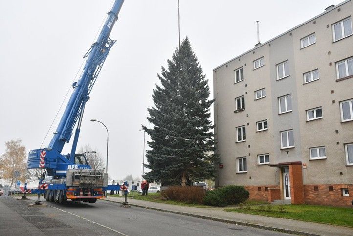 Ilustrační foto (zdroj: Správa veřejného statku města Plzně) 250903_Vanocni_strom_2