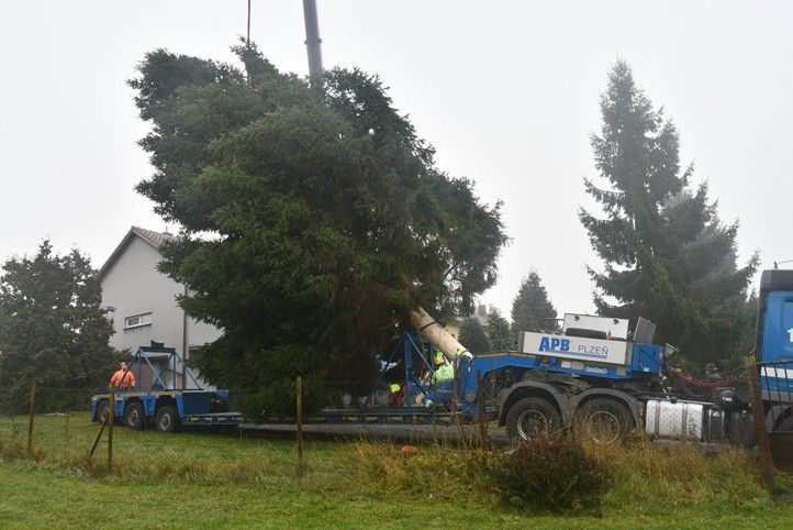 Fotografie: R. Žáková 251112_Vanocni_strom_svoz_6
