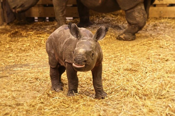 251126_Nosorozec_indicky_Zoo_2