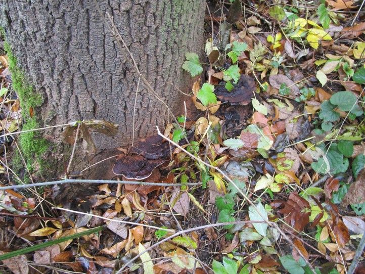 260121_Homolka_stromy_3