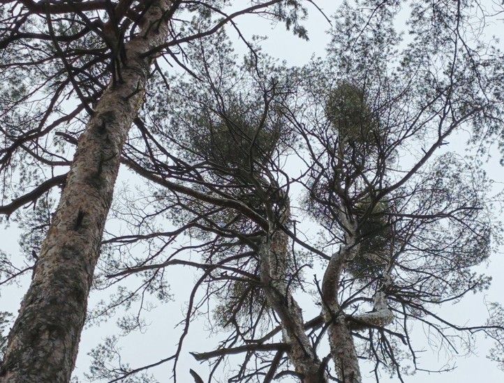 260302_Kaceni_stromy_Bolevak_2