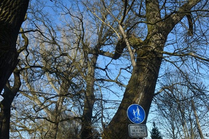 260313_Stromy_Kilometrovka_3