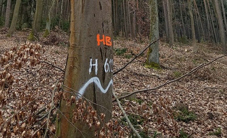 260417_Strom_znaceni_2