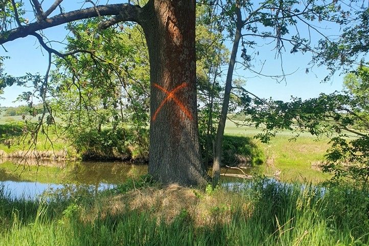 Označený strom pro aplikaci nátěru (zdroj foto: město Plzeň) 260608_Bobr_strom_2